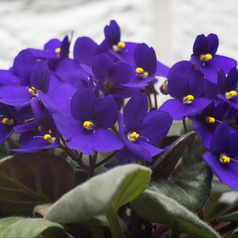 Blue Mini Violet Rare Flower Seeds for Planting – Heirloom, Non-GMO, Sun-Loving Garden Seeds