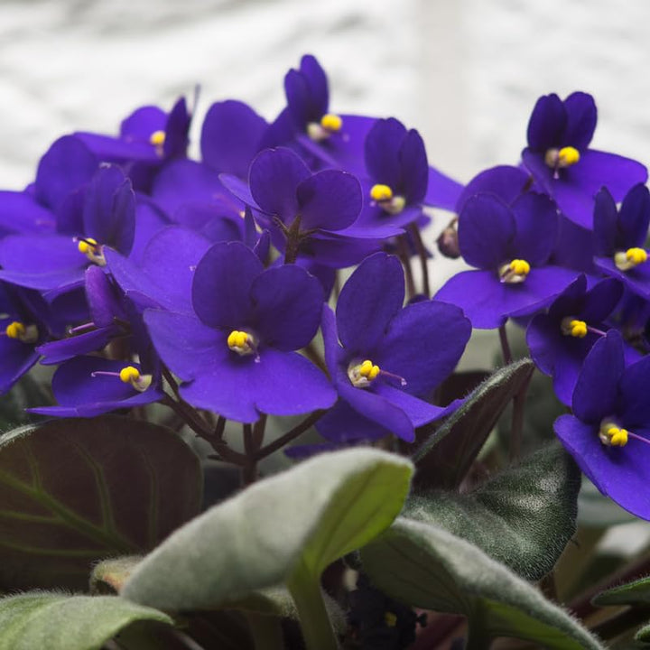 Blue Mini Violet Rare Flower Seeds for Planting – Heirloom, Non-GMO, Sun-Loving Garden Seeds