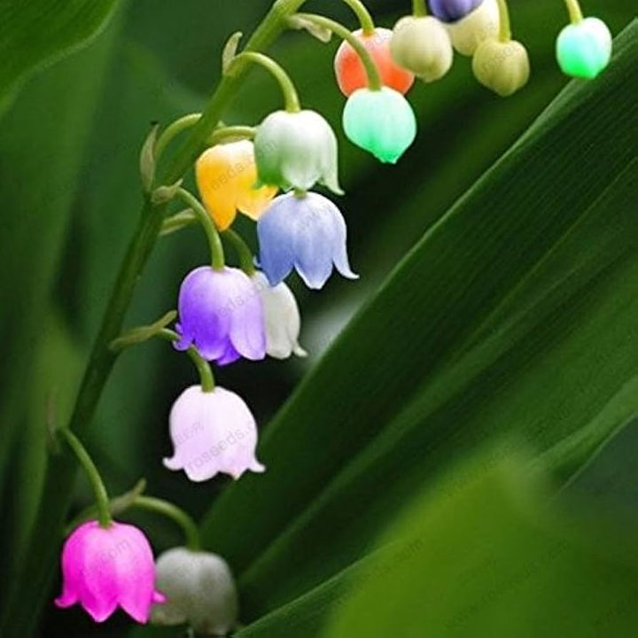 Bell Orchid Flower seeds for Planting - Shade Tolerant, Heirloom & GMO Free Seeds for Home Garden | Non-GMO