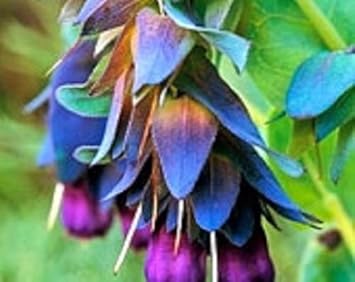 Flower Seeds, Seeds,Seeds For Planting,Plant Seeds