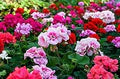 Mixed Geranium Flower Seeds for Planting – Heirloom, Non-GMO, High Germination Garden Seeds