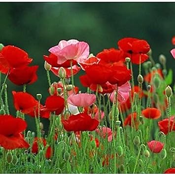 Mixed Somniferum Flower Seeds for Planting – Heirloom, Non-GMO, High Germination Garden Seeds
