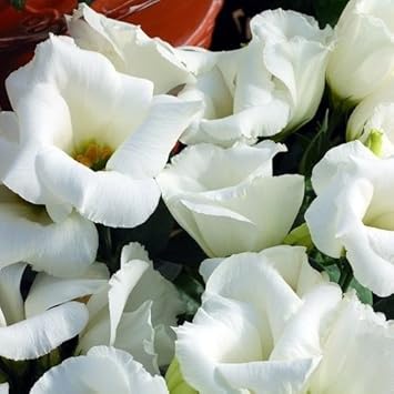 Flower Seeds, Seeds,Seeds For Planting,Plant Seeds