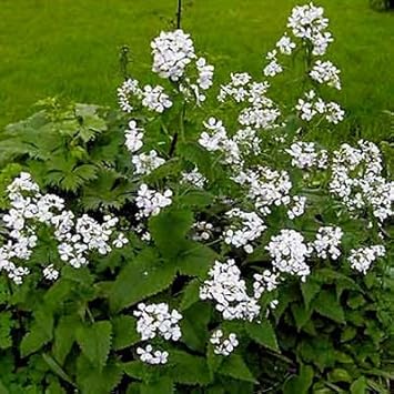 Flower Seeds, Seeds,Seeds For Planting,Plant Seeds