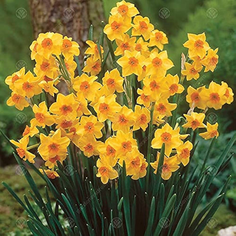 Flower Seeds, Seeds,Seeds For Planting,Plant Seeds