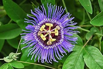 Flower Seeds, Seeds,Seeds For Planting,Plant Seeds