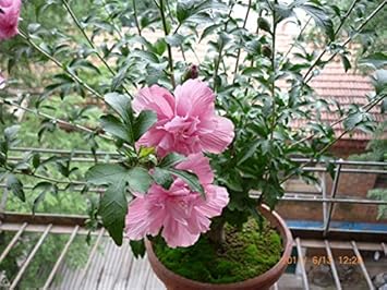 Flower Seeds, Seeds,Seeds For Planting,Plant Seeds