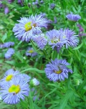 Blue Erigeron Flower Seeds for Planting – Heirloom, Non-GMO, High Germination Garden Seeds