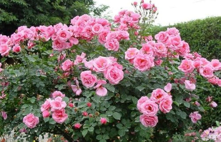 Pink Rose Tree Flower Seeds for Planting – Colorful Display, Heirloom &amp; Non-GMO Seeds for Home Garden