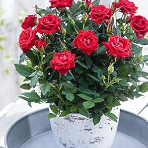 Flower Seeds, Seeds,Seeds For Planting,Plant Seeds