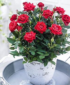 Flower Seeds, Seeds,Seeds For Planting,Plant Seeds