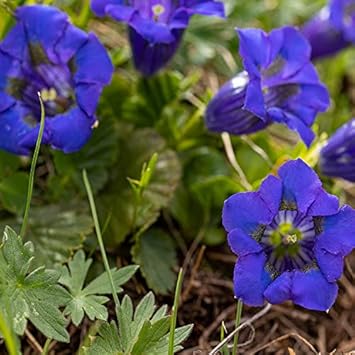 Flower Seeds, Seeds,Seeds For Planting,Plant Seeds
