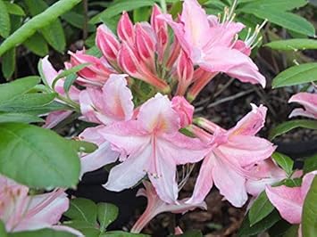 Flower Seeds, Seeds,Seeds For Planting,Plant Seeds