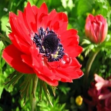Flower Seeds, Seeds,Seeds For Planting,Plant Seeds