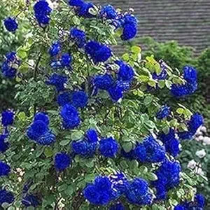 Climbing Rose Flower Seeds for Planting – Sun Loving Heirloom Non-GMO High Germination Organic Garden Seeds