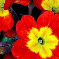 Flower Seeds, Seeds,Seeds For Planting,Plant Seeds