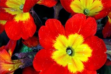 Flower Seeds, Seeds,Seeds For Planting,Plant Seeds