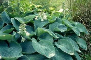 Herb Seeds,Garden seeds, Seeds For Planting,Plant Seeds