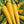 Vegetable Seeds,Garden seeds, Seeds For Planting,Plant Seeds