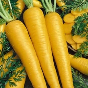Vegetable Seeds,Garden seeds, Seeds For Planting,Plant Seeds