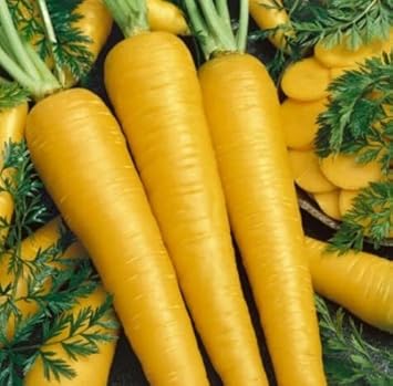 Vegetable Seeds,Garden seeds, Seeds For Planting,Plant Seeds