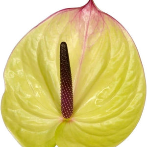 Flower Seeds, Seeds,Seeds For Planting,Plant Seeds