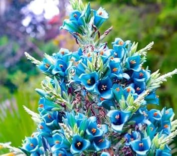 Flower Seeds, Seeds,Seeds For Planting,Plant Seeds