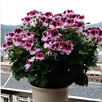 Flower Seeds, Seeds,Seeds For Planting,Plant Seeds