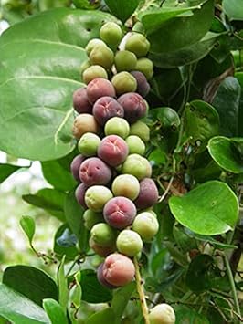 Fruit Seeds,Garden seeds, Seeds For Planting,Plant Seeds