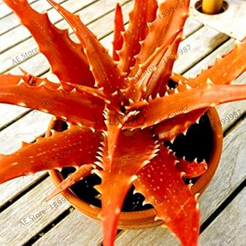Fruit Seeds,Garden seeds, Seeds For Planting,Plant Seeds