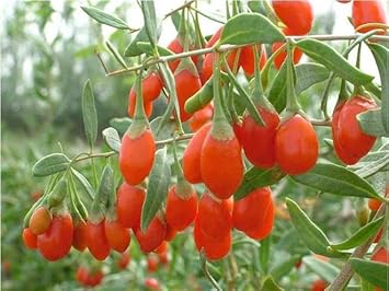 Fruit Seeds,Garden seeds, Seeds For Planting,Plant Seeds