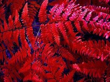 Flower Seeds, Seeds,Seeds For Planting,Plant Seeds