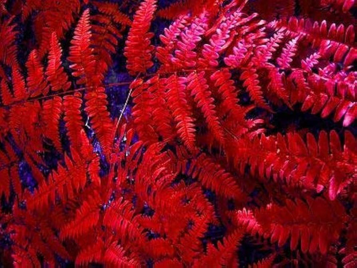 Red Fern Pteridophyta Seeds for Planting - Heirloom, Non-GMO, Low Maintenance Organic Garden Seeds