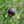 Fruit Seeds,Garden seeds, Seeds For Planting,Plant Seeds