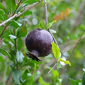 Fruit Seeds,Garden seeds, Seeds For Planting,Plant Seeds