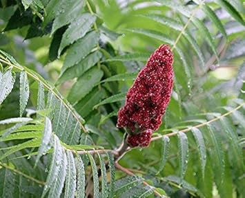 Flower Seeds, Seeds,Seeds For Planting,Plant Seeds