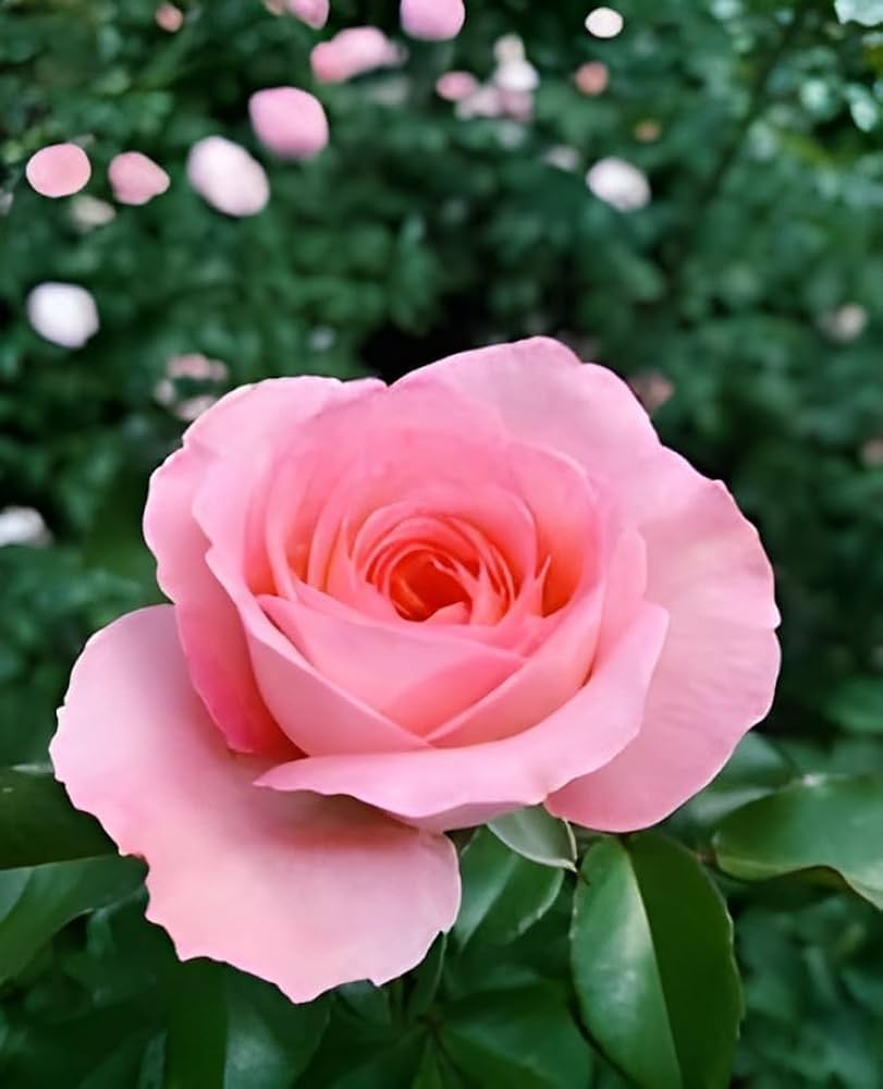 Pale Pink Climbing Rose Flower Seeds for Planting | Heirloom, Non-GMO, High Germination