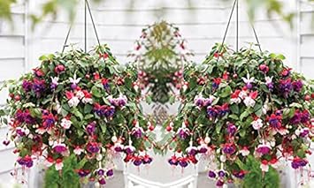 Flower Seeds, Seeds,Seeds For Planting,Plant Seeds