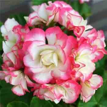 Geranium Red White Flower Seeds for Planting – Heirloom, Non-GMO, High Germination Organic Garden Seeds, Long Bloom Season