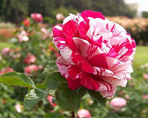 Rare Candy Stripe Rose Flower Seeds for Planting – Hardy Variety, Heirloom & Non-GMO Organic Garden Seeds