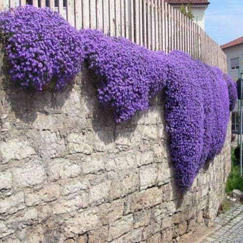 Violet Aubrieta Cultorum Flower Seeds for Planting – Heirloom, Non-GMO, High Germination