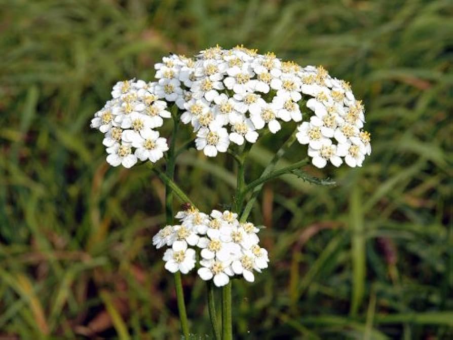 Achillea Millefolium Flower Seeds for Planting – Heirloom, Non-GMO, High Germination Colorful Display