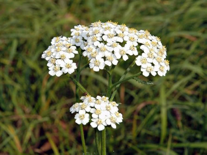 Achillea Millefolium Flower Seeds for Planting – Heirloom, Non-GMO, High Germination Colorful Display