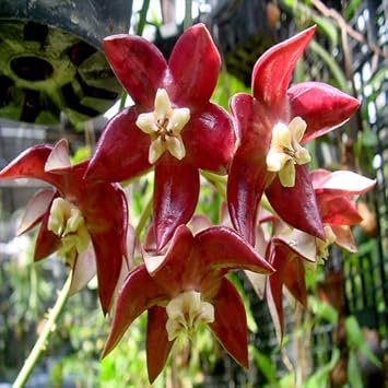 Flower Seeds, Seeds,Seeds For Planting,Plant Seeds