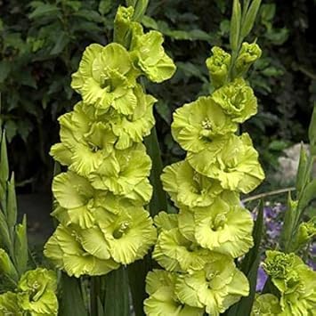 Flower Seeds, Seeds,Seeds For Planting,Plant Seeds