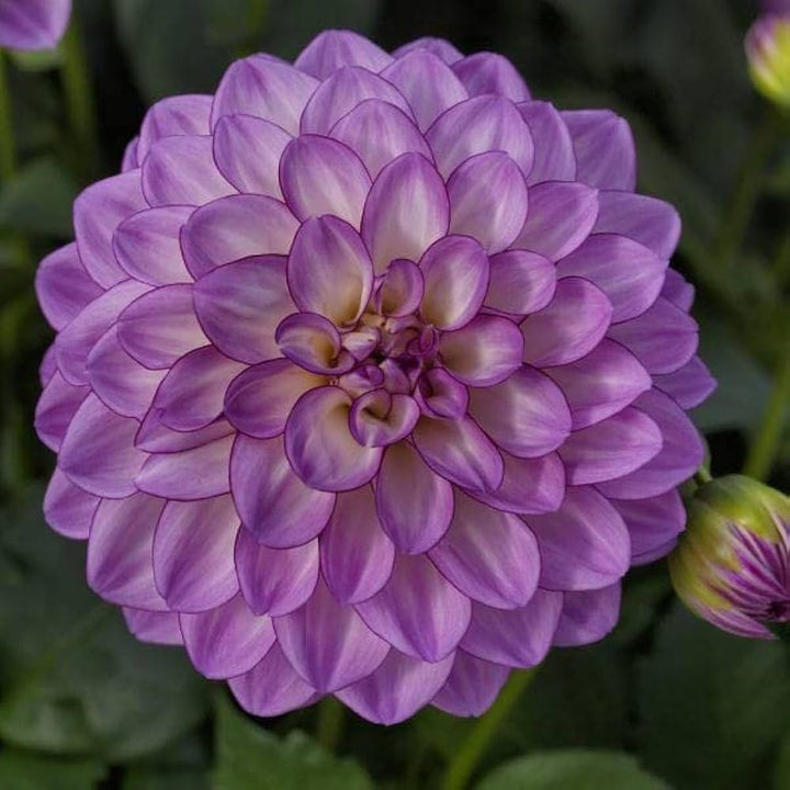 Lavender Two Colour Dahlia Flower Seeds for Planting – Heirloom, Non-GMO, Long Bloom Season