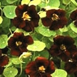 Flower Seeds, Seeds,Seeds For Planting,Plant Seeds