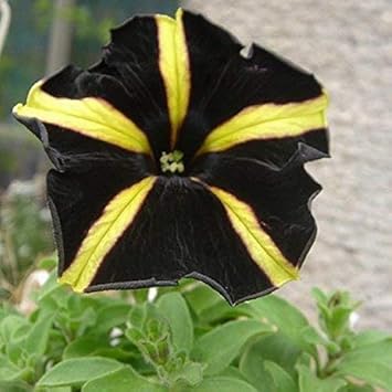 Yellow Black Playmates Flower Seeds for Planting – Heirloom, Non-GMO, High Germination Organic Garden Seeds