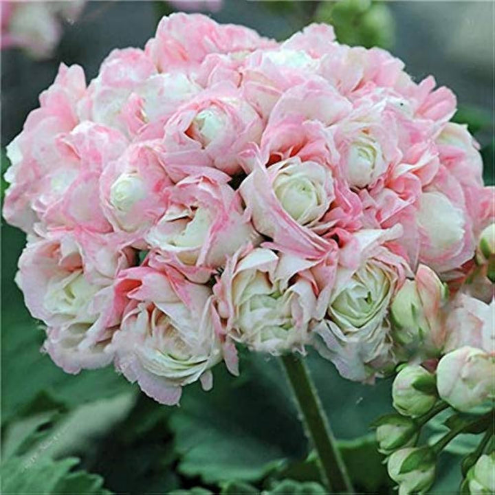 Flower Seeds, Seeds,Seeds For Planting,Plant Seeds