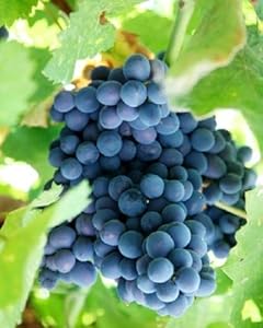 Black Grape Fruit Seeds for Planting – Heirloom, Non-GMO Juicy Garden Grape Seeds for Abundant Yields